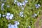 forget-me-nots, blue forget-me-nots, flowerbed, flowers, macro elements