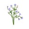 Forget-me-nots, field flower. Scorpion grasses, meadow floral plant. Gentle fragile wildflower. Beautiful blossomed