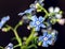 Forget-me-nots flowers on dark background