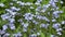 Forget-me-nots Myosotis flowers on a forest glade in sunny day