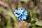 Forget-me-nots (MyosÃ³tis), Formicidae