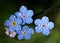 Forget-Me-Nots with Raindrops