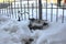 Forgotten bike completely buried in a snowdrift in winter near the fence covered with snow