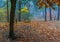 Forgotten children`s swing on the background of an autumn park