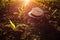 A forgotten farmer's hat is lying on the ground in the midst of small seedlings grow in the newly cultivated soil