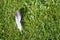 Forgotten feather on the lawn