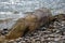 A forgotten fishing net on the beach