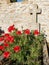 forgotten grave flowered with bright red poppies