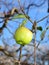 forgotten in a harvest Apple in Orchard,morning shot after the rain