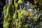Forgotten Overgrown lichen stone. Generate Ai