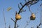 Forgotten pears on an old pear tree against a blue sky. It`s almost winter, the leaves have fallen and in the small orchard some