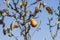 Forgotten pears on an old pear tree against a blue sky. It`s almost winter, the leaves have fallen and in the small orchard some