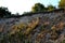 Forgotten quarry for brick clay and clays. The excavated ground profile provides shelter for birds loving to nest on the cliff and