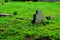 A forgotten ruined cemetery overgrown with grass.