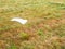 Forgotten white shawl on mowed field