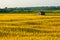 Forgotten wooden house in a golden wheat field