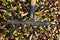 Fork over olives harvested during harvesting season to make olive oil, ready to be carried to mill, Priorat, Tarragona, Catalonia