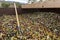 Fork over olives harvested during harvesting season to make olive oil, ready to be carried to mill, Priorat, Tarragona, Catalonia