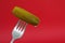 Fork with pickled cucumber. Green dill pickle on red background