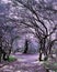 Fork in the road in early spring, photographed at Botanical gardens, Bloemfontein