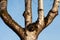 A fork shaped trunk of a birch tree