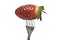A fork with a strawberry.