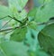 Fork-tailed Bush Katydid