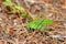 Fork-tailed Bush Katydid (Scudderia furcata)