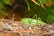 Fork-tailed Bush Katydid (Scudderia furcata)