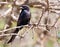 Fork tailed drongo