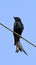 Fork-tailed drongo