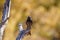 A Fork-tailed Drongo Dicrurus adsimilis looking on a branch, Ongava Private Game Reserve  neighbour of Etosha, Namibia.