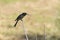 Fork-tailed Drongo in Kruger National park