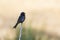 Fork-tailed Drongo in Kruger National park