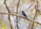 Fork-tailed Drongo perching on branch