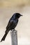 Fork Tailed Drongo, South Africa, One, solitary