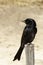 Fork Tailed Drongo, South Africa, One, solitary