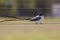 Fork-tailed Flycatcher bird on a wire