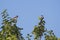 Fork-tailed flycatcher birds perched on a leafy branches
