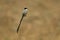 Fork-tailed flycatcher, Tyrannus savana