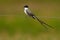 Fork-tailed Flycatcher, Tyrannus savana, black, gray and white bird with very long tail, Pantanal, Brazil