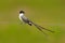 Fork-tailed Flycatcher, Tyrannus savana, black, grey and white bird with very long tail, Pantanal, Brazil. Flycatcher with open bi