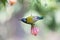 Fork-tailed Sunbird