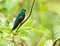 The Fork-tailed Woodnymph Hummingbird