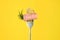 Fork with tasty slice of ham, pickled mushroom and dill on yellow background