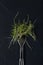Fork with watercress microgreens on dark textured background