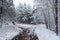 Fork in Winter forest Path