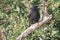 Forked Tail Drongo Bird
