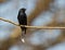 A Forked-tailed Drongo