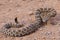 Forked tongue of a rattlesnake, Crotalus oreganus lutosus